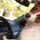 Illustration for article titled Woman Gets Run Over By Her Own Dog, Is Awarded $144,000